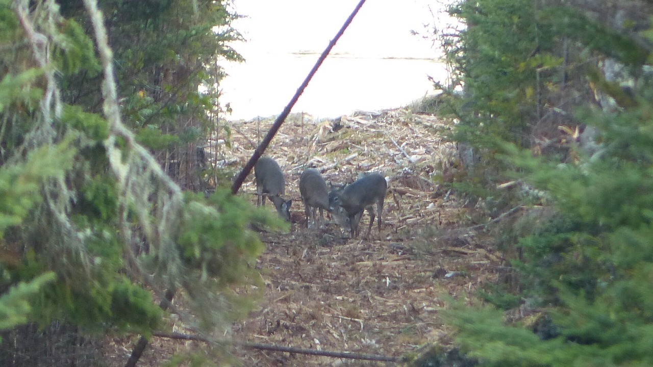 Photo of Outdoor in Shag Harbour