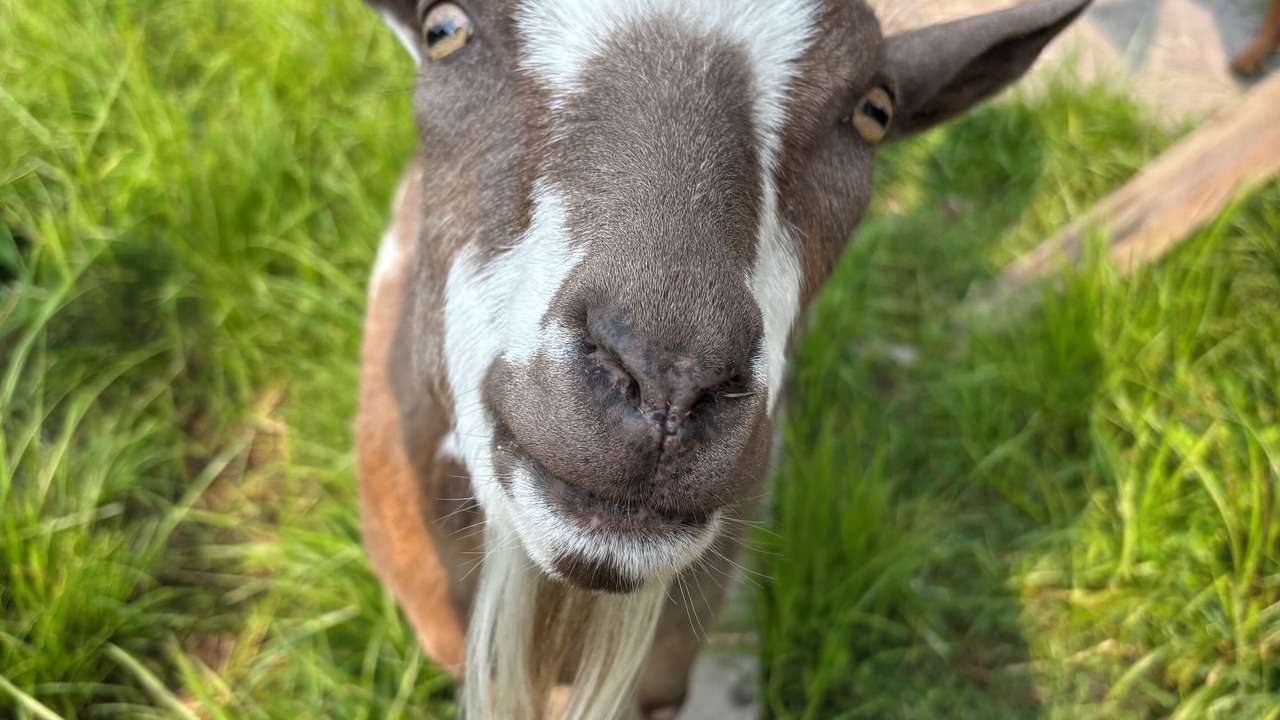 Photo of Others in Hinesburg