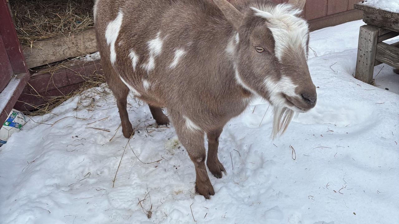 Photo of Others in Hinesburg