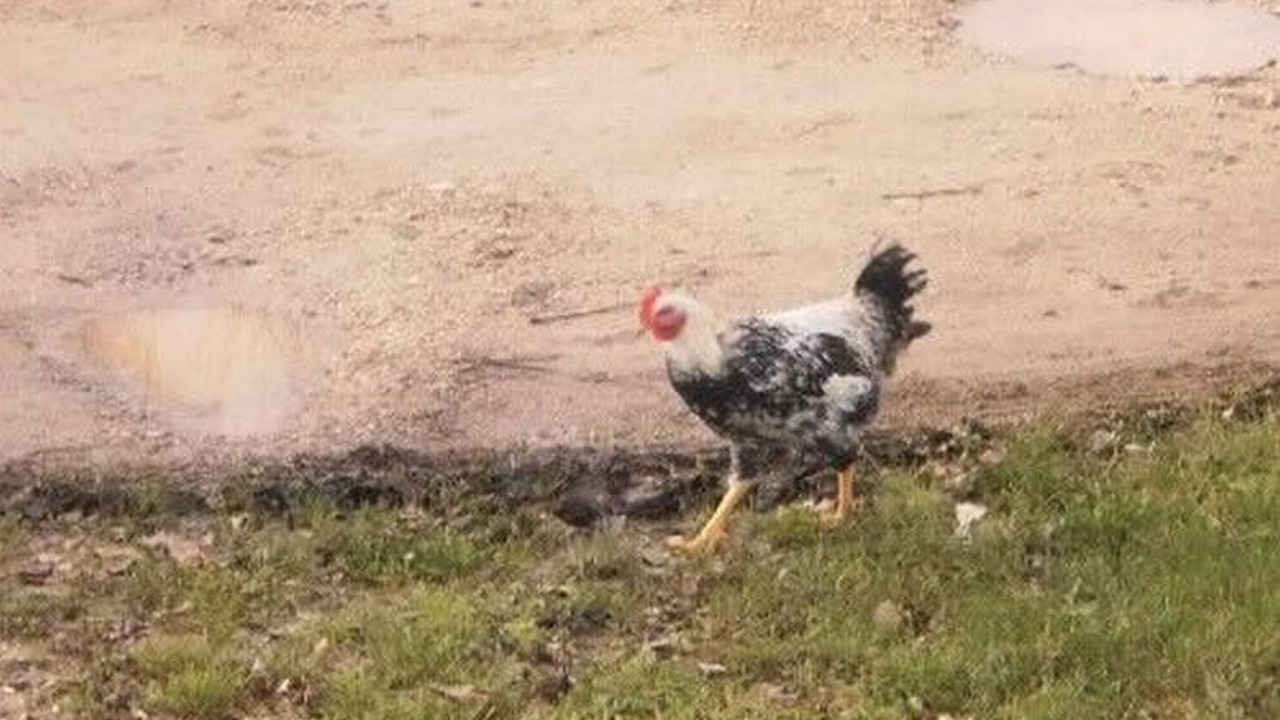 Photo of Outdoor in Smoljanac