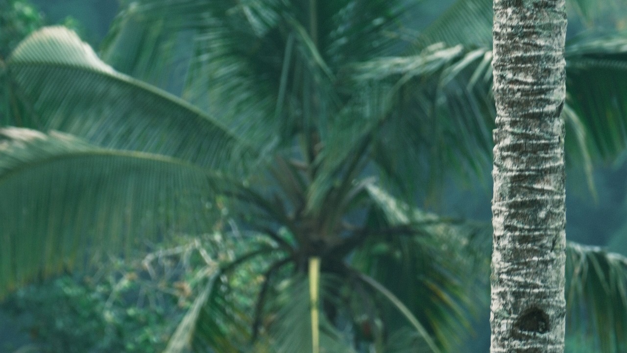 Photo of Outdoor in Sebatu