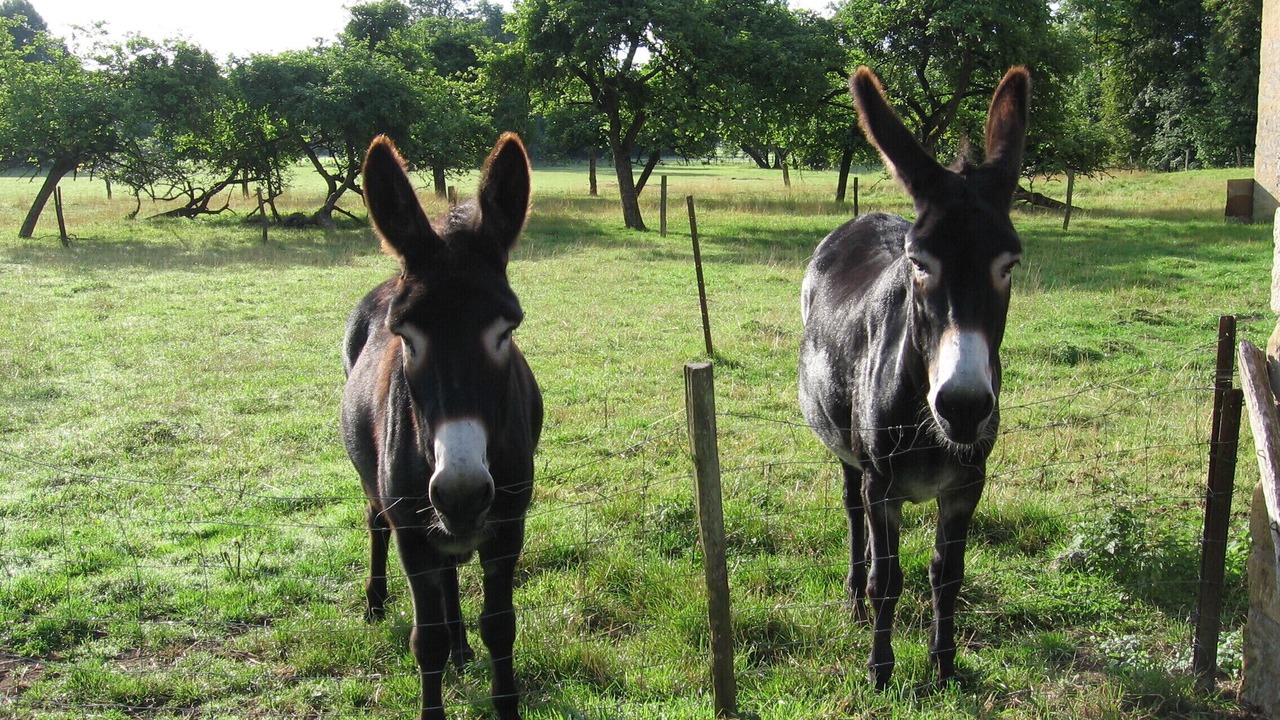 Photo of Outdoor in Basse-Rentgen