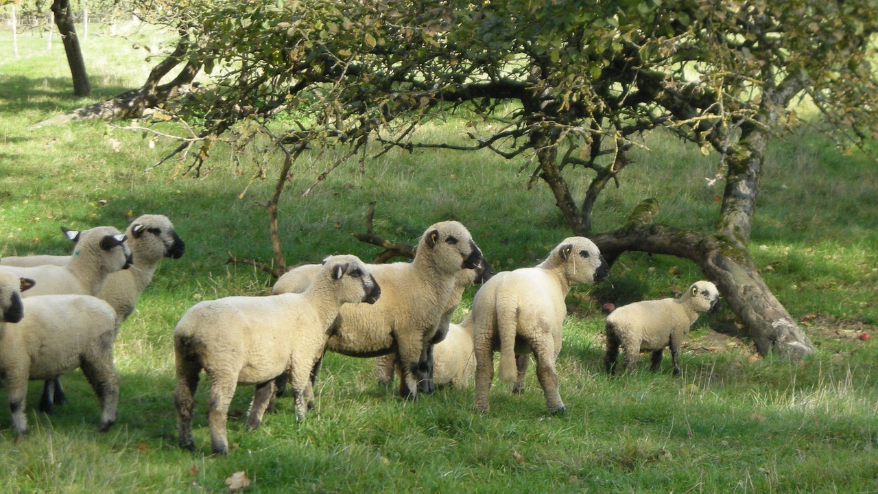 Photo of Outdoor in Basse-Rentgen