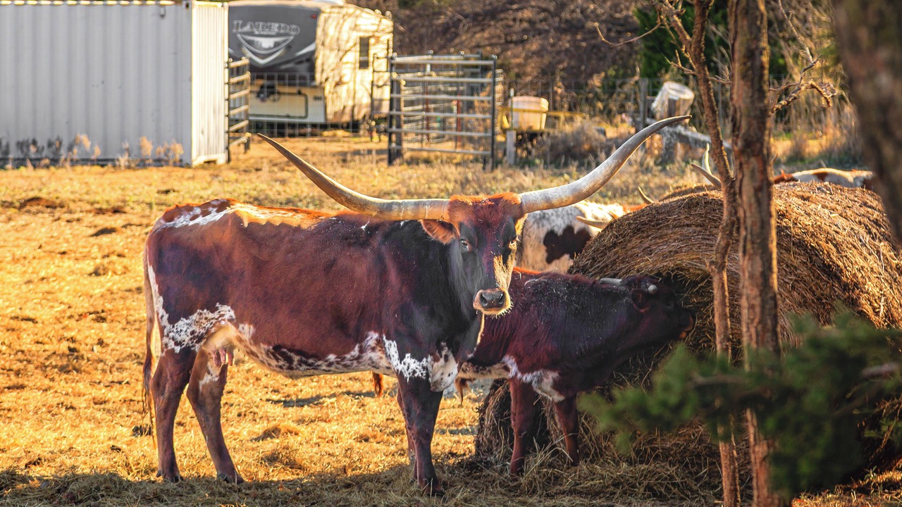 Photo of Others in Comanche County