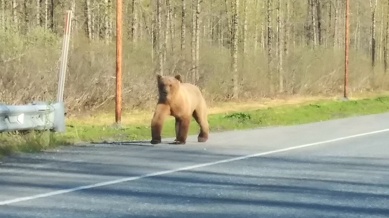 Photo of Others in Valdez