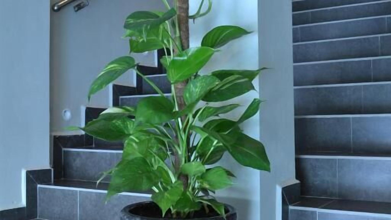 Photo of Others in Mentakab