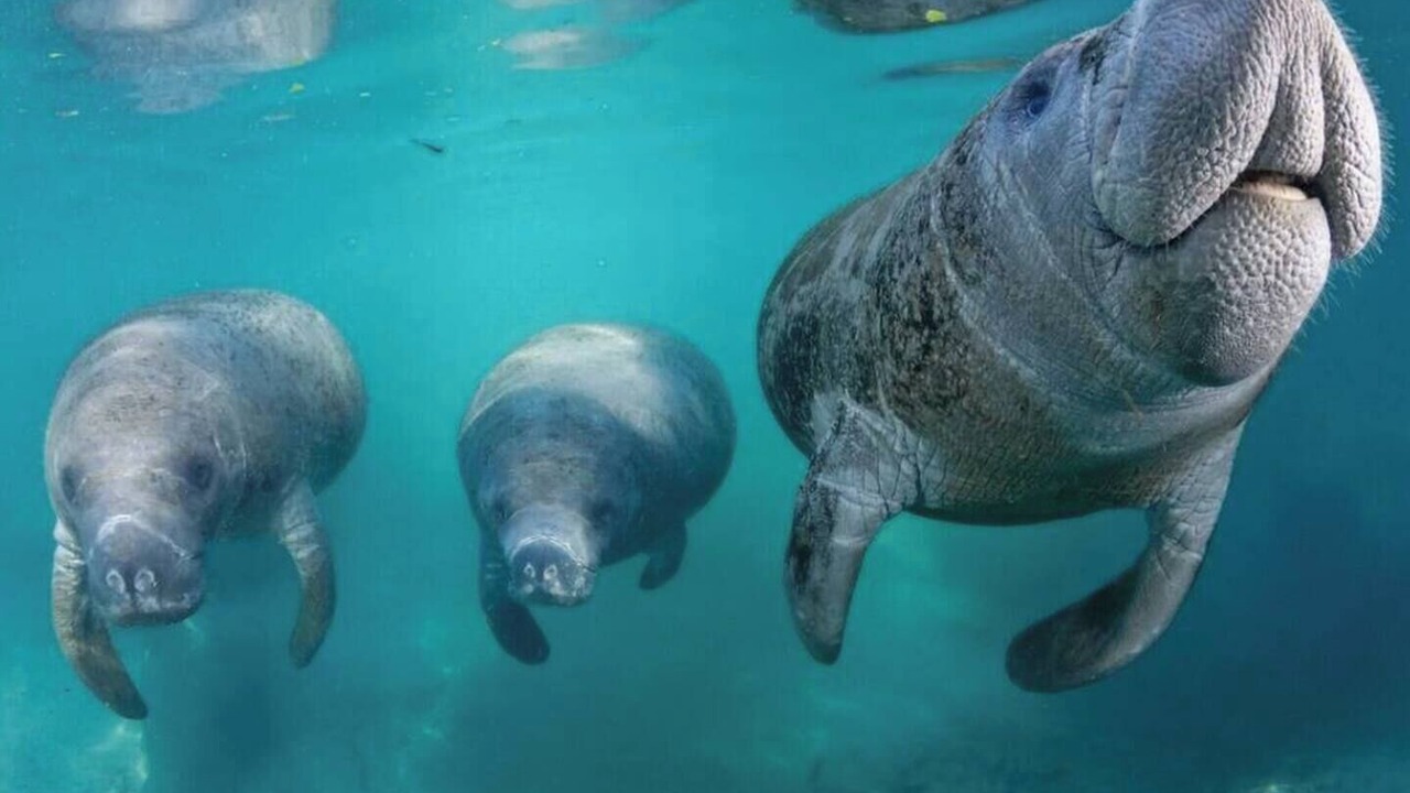 Photo of Others in Crystal River