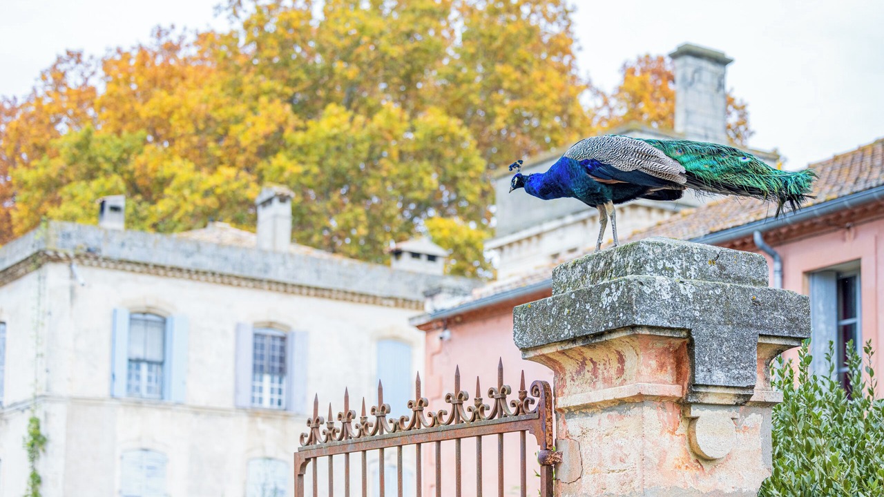 Photo of Outdoor in Manduel