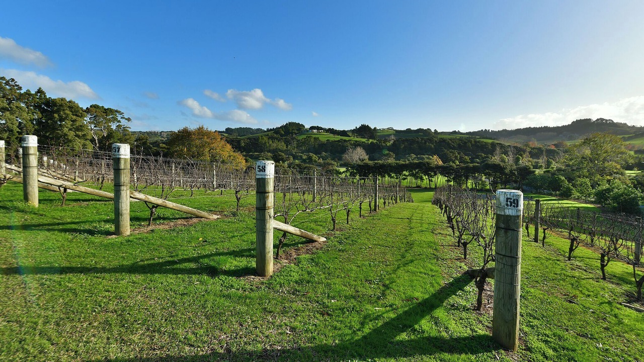 Photo of Others in Matakana