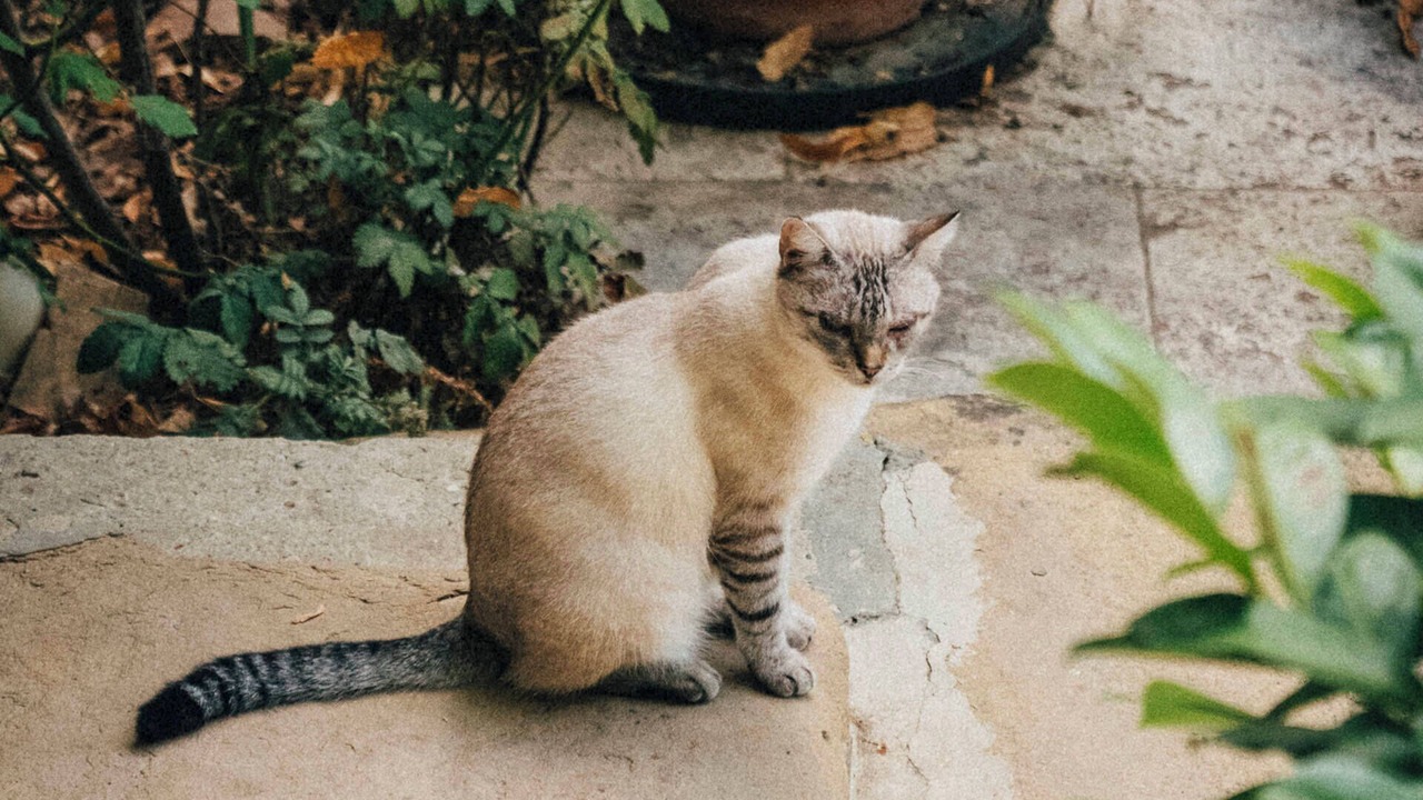 Photo of Outdoor in Anjou