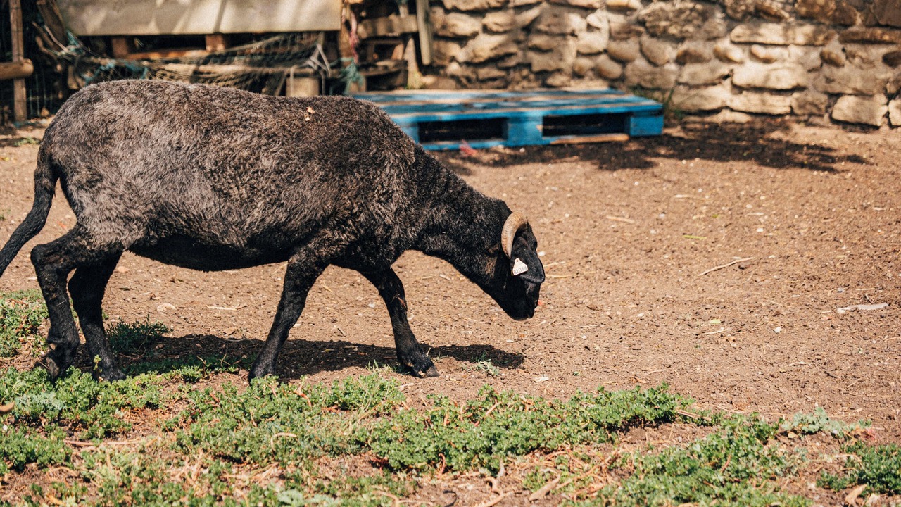 Photo of Outdoor in Anjou