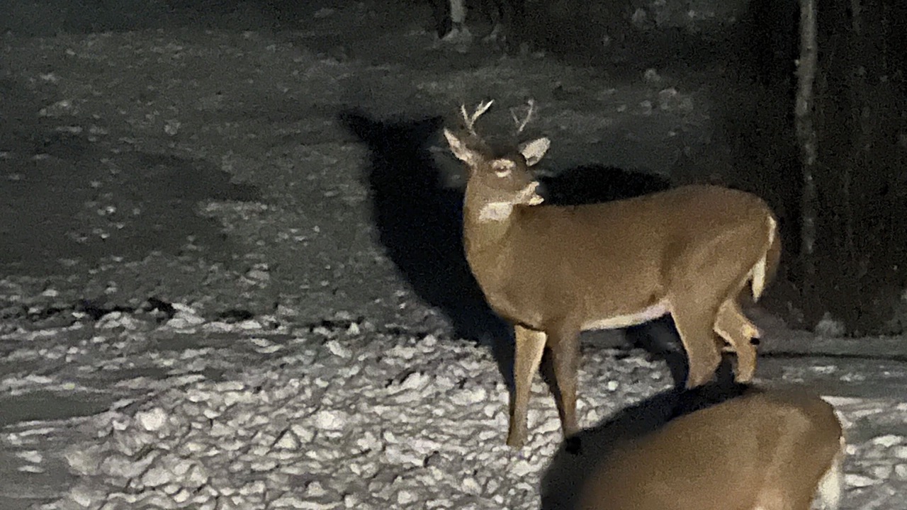 Photo of Outdoor in Twin Mountain
