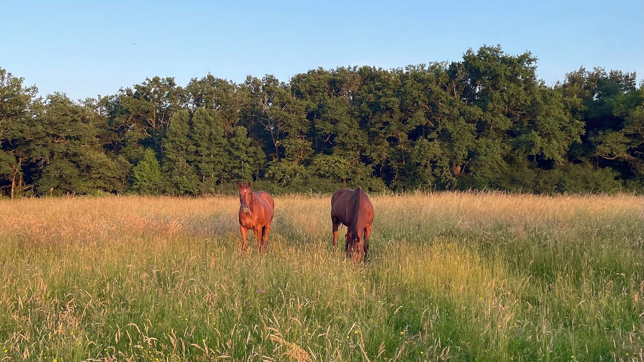 Photo of Outdoor in Combreux