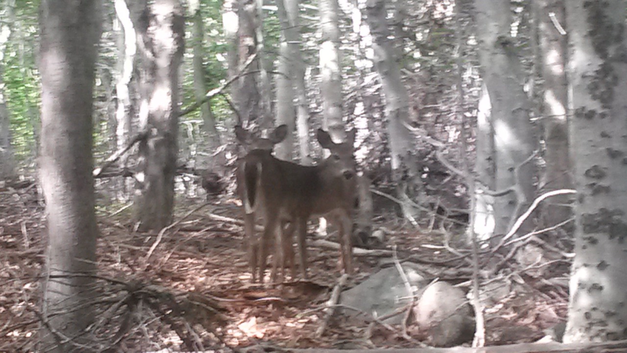 Photo of Outdoor in Petit-Etang