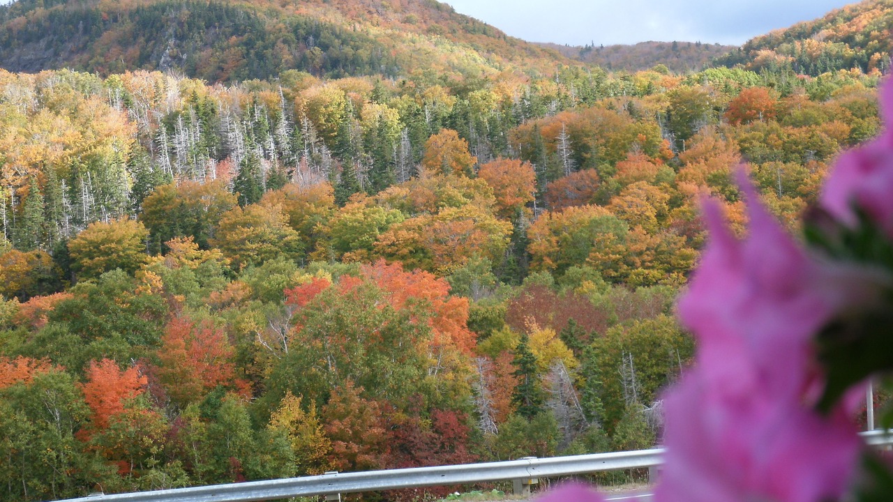 Photo of Others in Petit-Etang