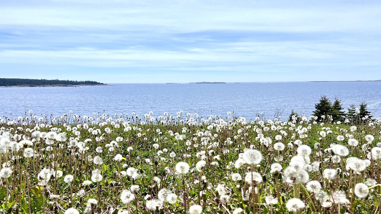 Photo of Others in Louisbourg