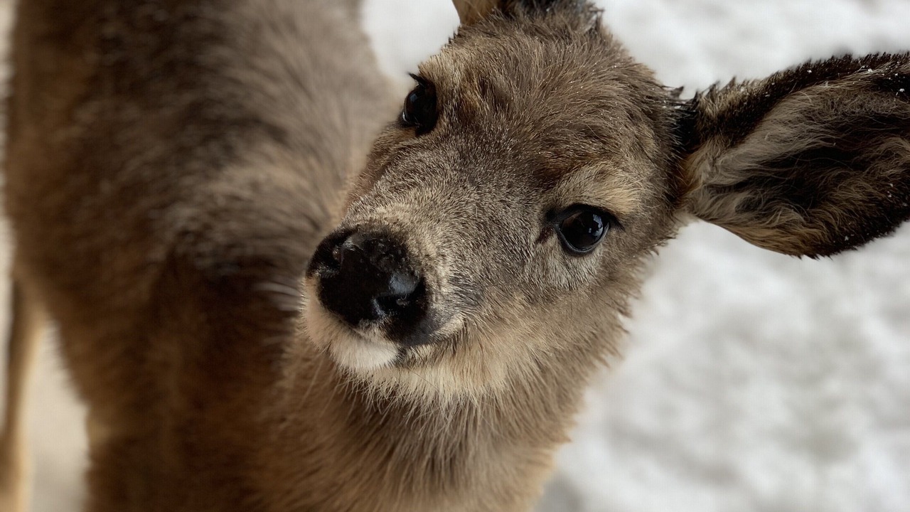 Photo of Others in Winthrop