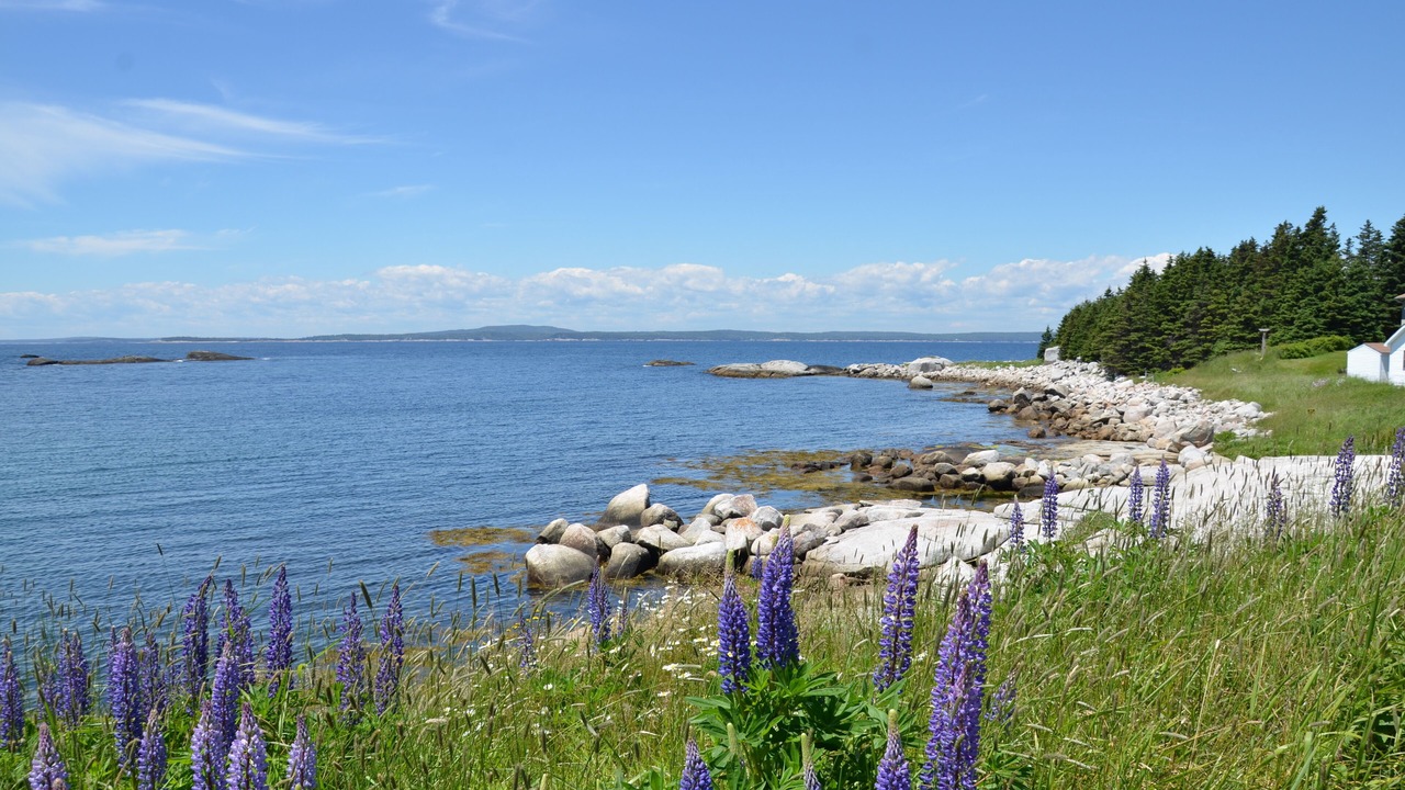 Photo of Others in Indian Harbour