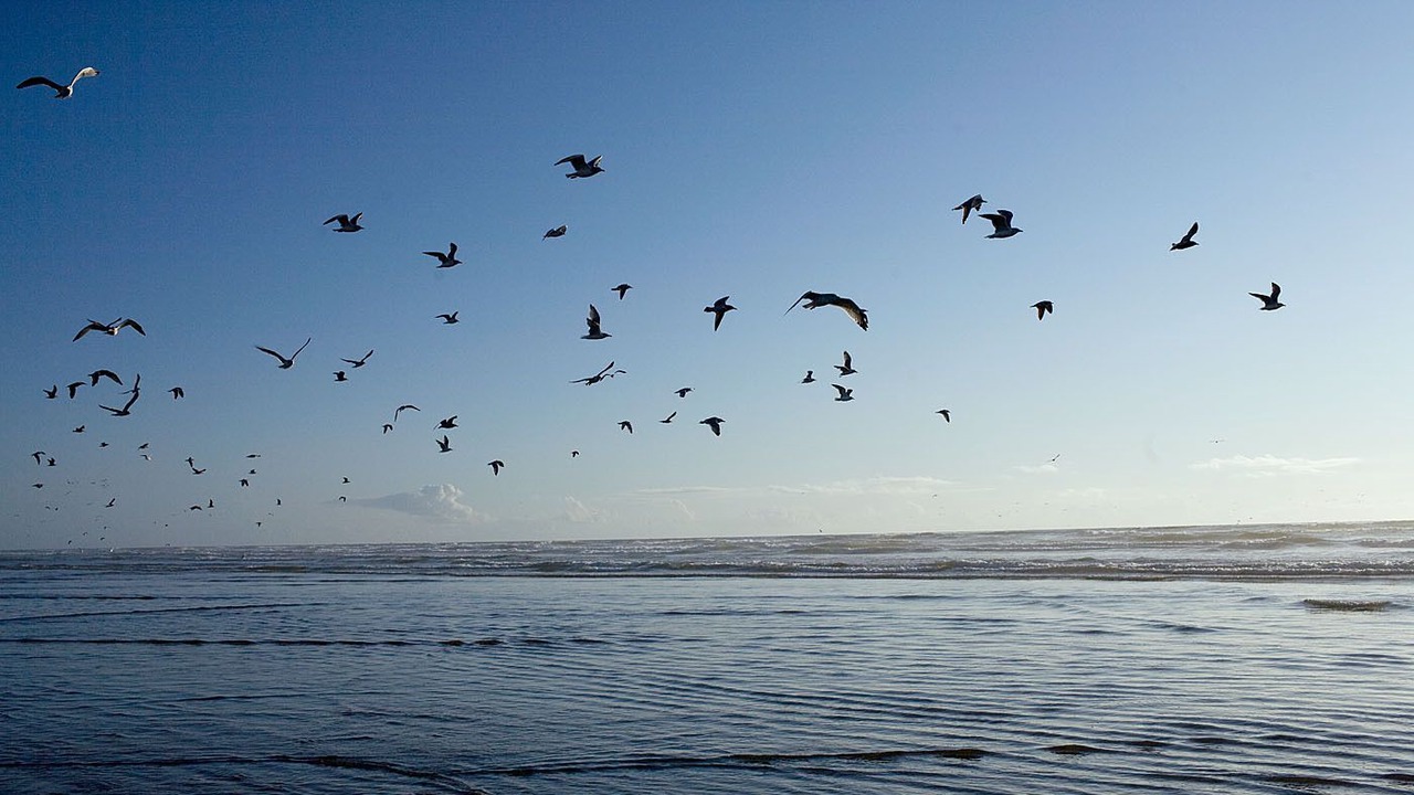 Photo of Outdoor in Copalis Beach