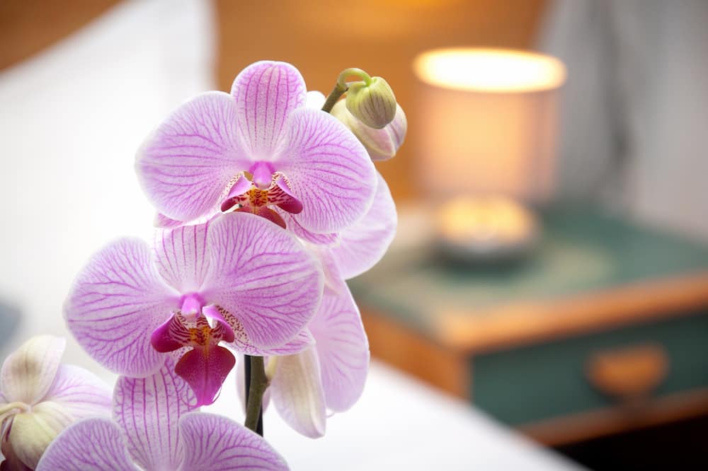 Photo of Others in Houlgate