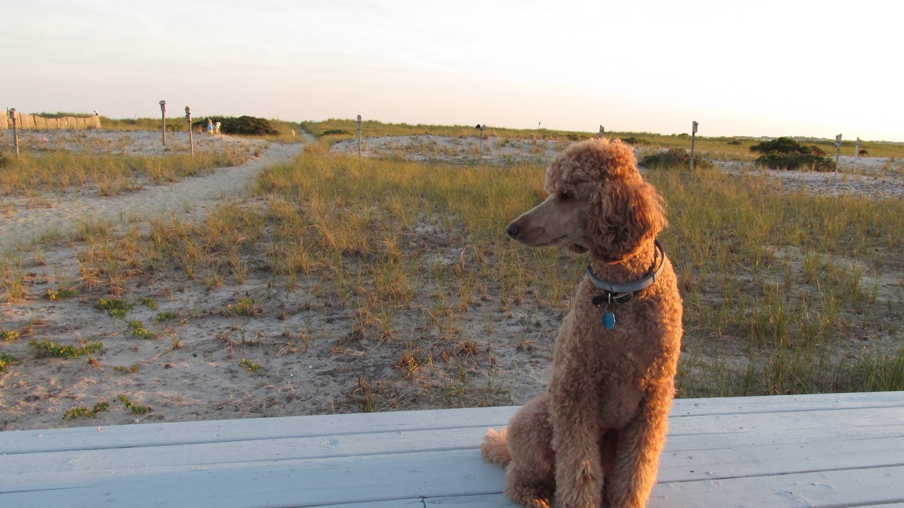 Photo of Others in North Truro