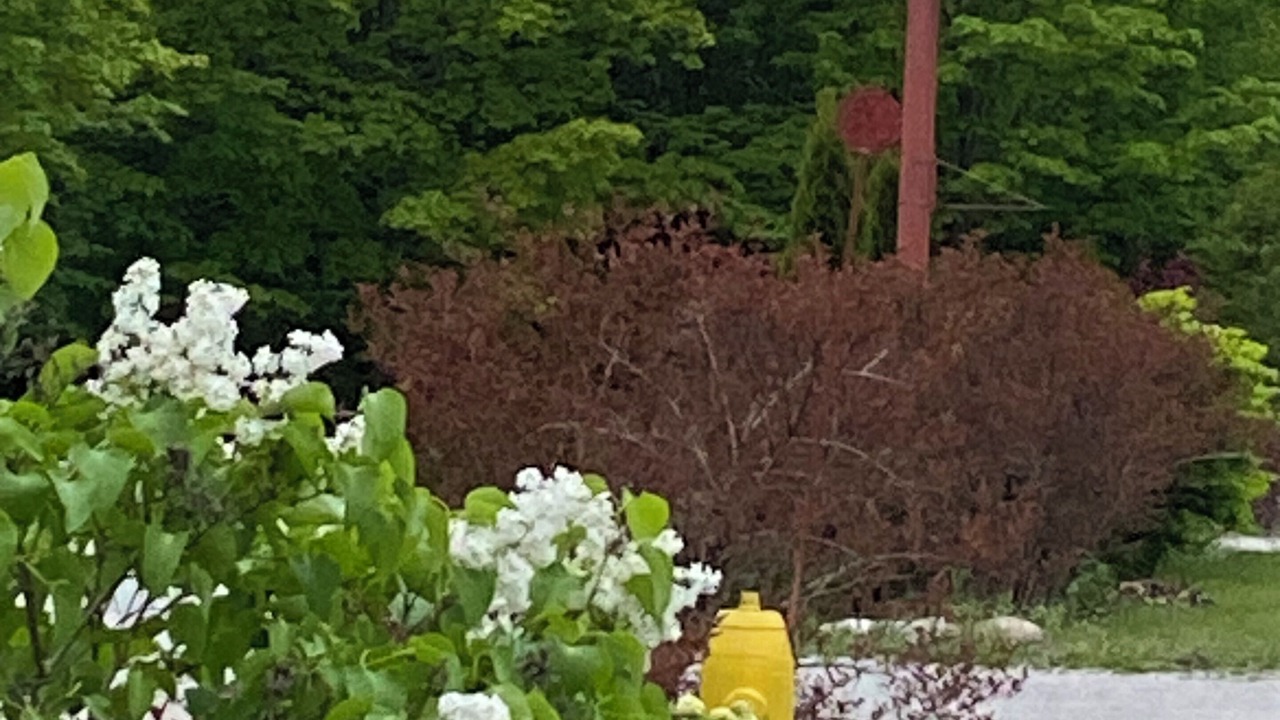 Photo of Outdoor in Mindemoya