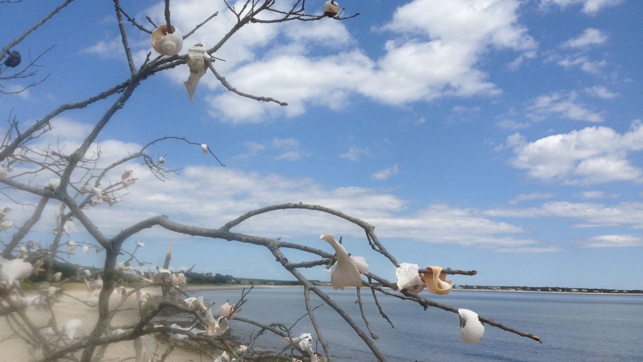 Photo of Others in Centerville