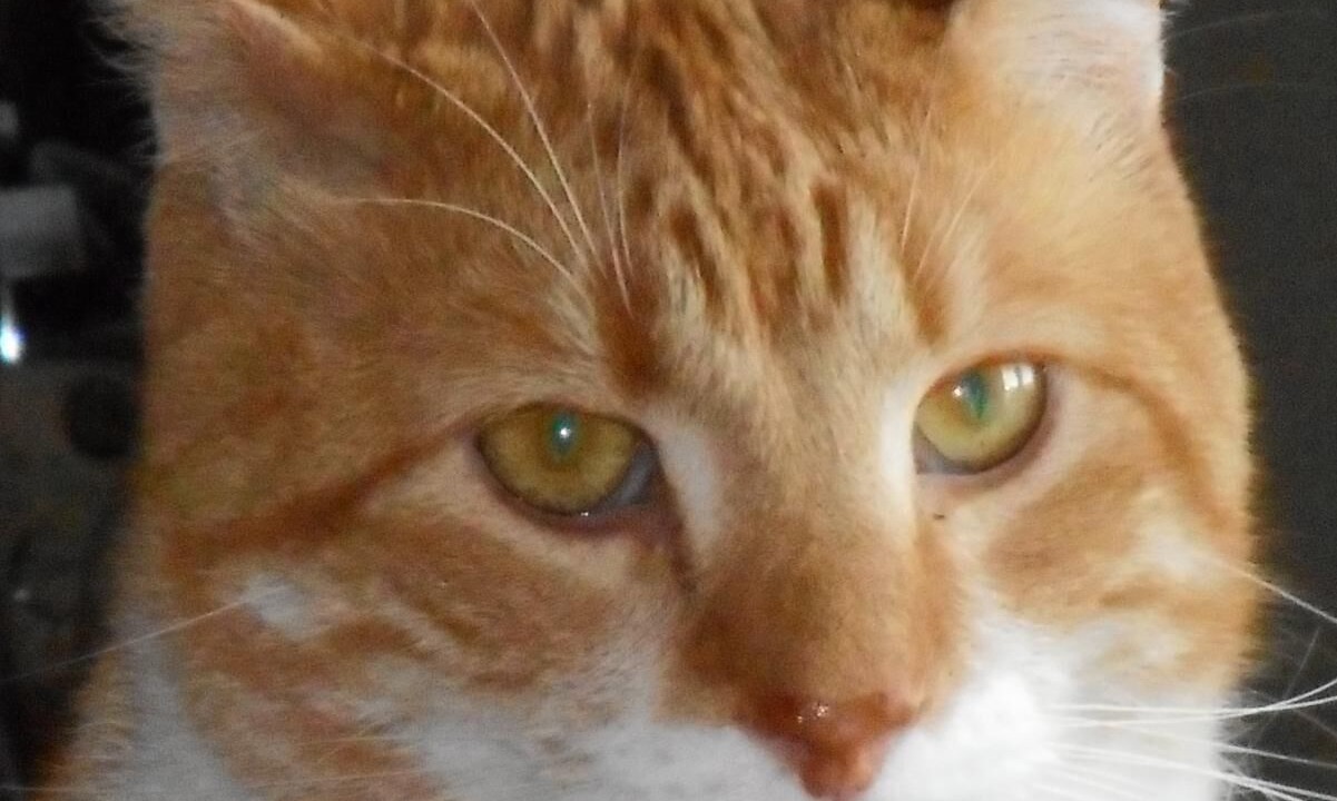 Photo of Others in Grand Falls