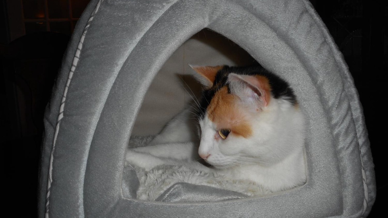 Photo of Others in Grand Falls