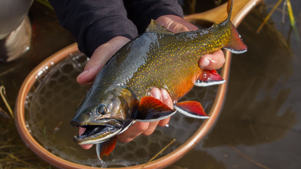 Photo of Others in Victor