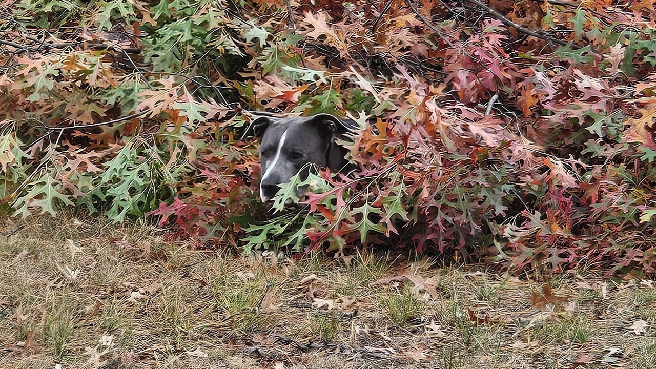 Photo of Outdoor in Grayling