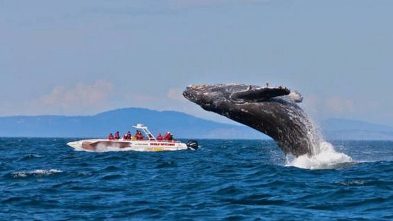 Photo of Others in Tadoussac