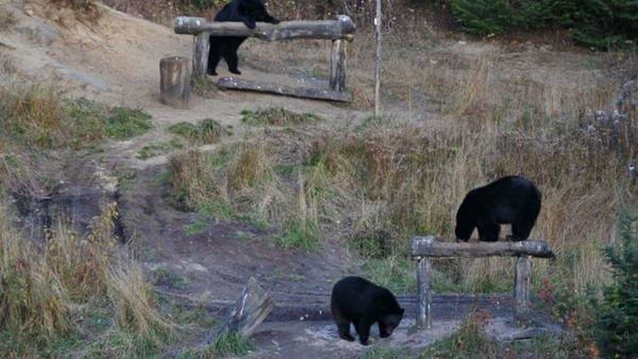 Photo of Others in Tadoussac