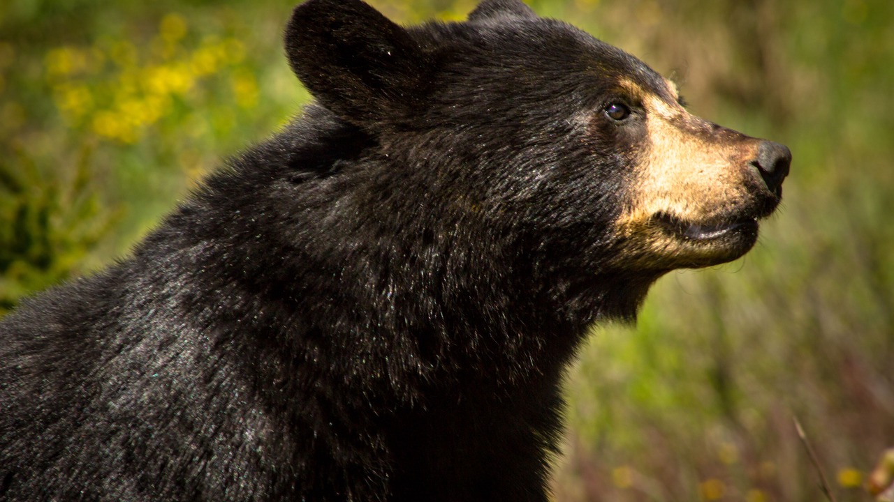 Photo of Others in Steady Brook