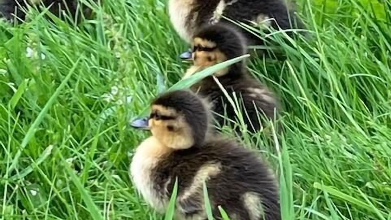 Photo of Others in Rhydlydan