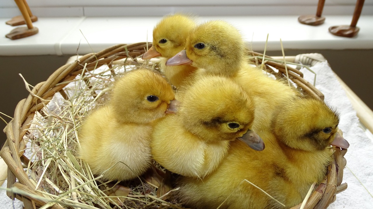 Photo of Others in Rhydlydan