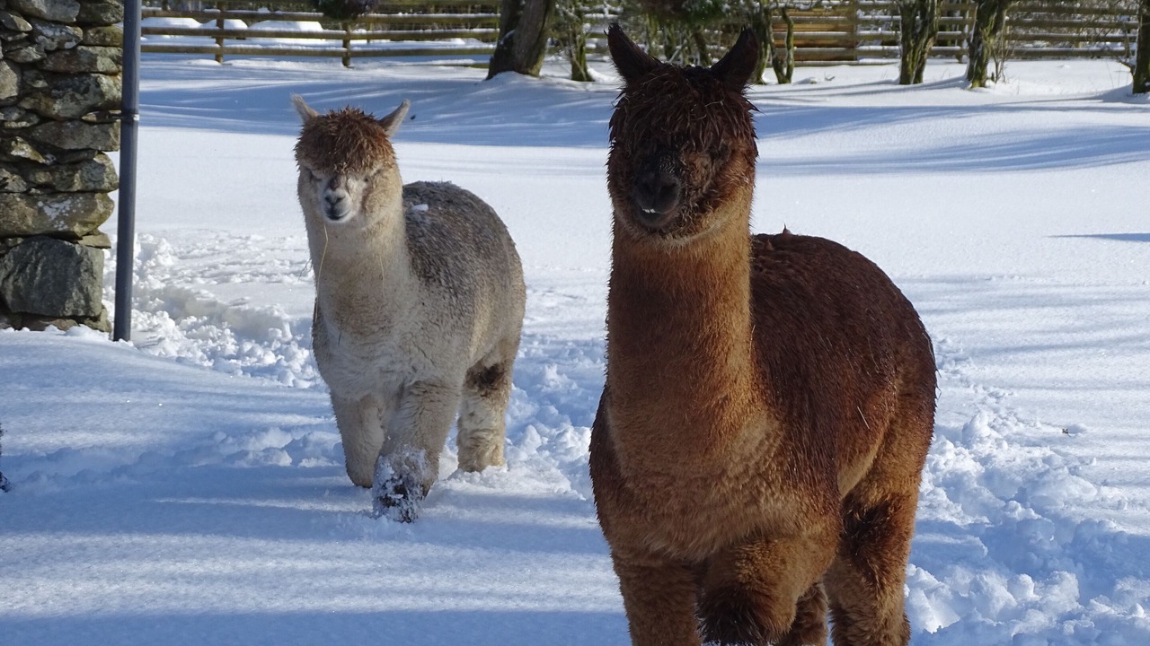 Photo of Outdoor in Rhydlydan