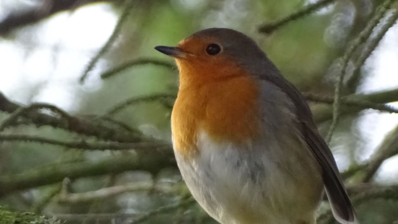 Photo of Others in Rhydlydan