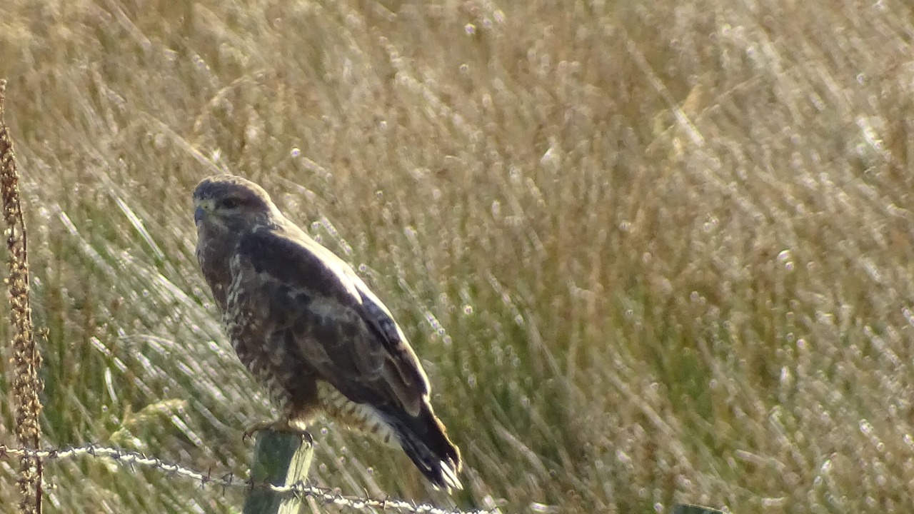 Photo of Others in Rhydlydan