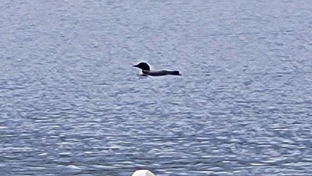 Photo of Others in Willow