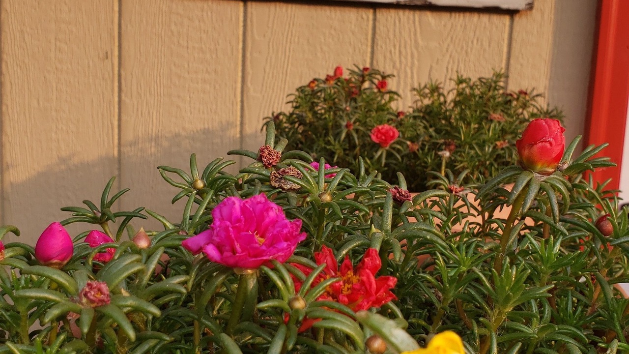 Photo of Outdoor in Willow