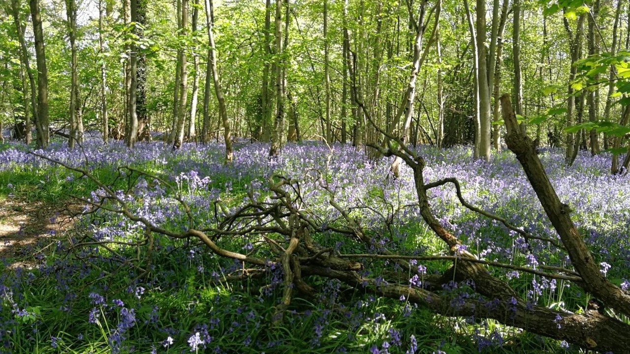 Photo of Outdoor in Marcham