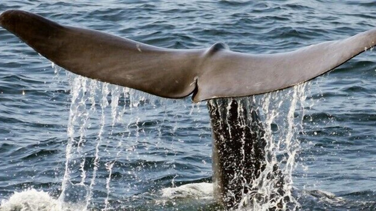 Photo of Others in Bar Harbor