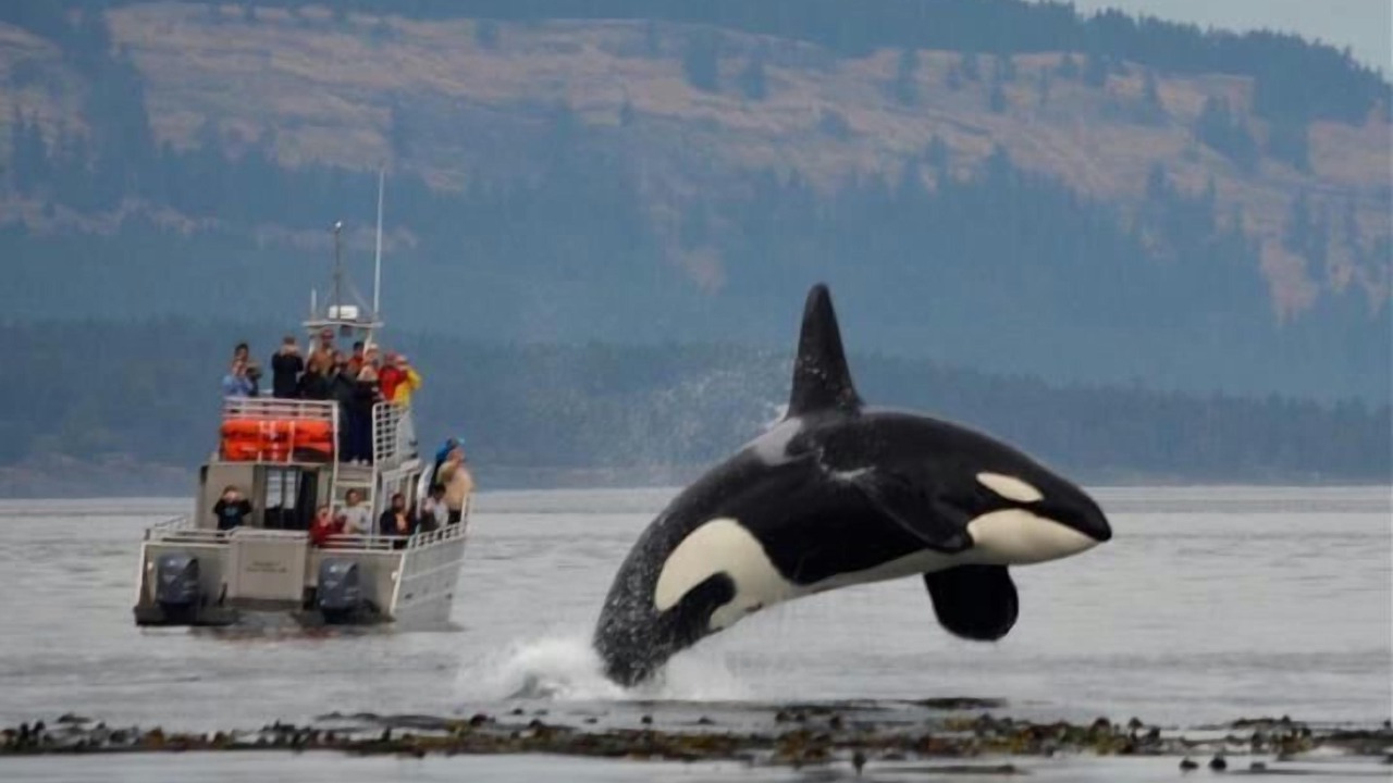 Photo of Others in Lopez Island