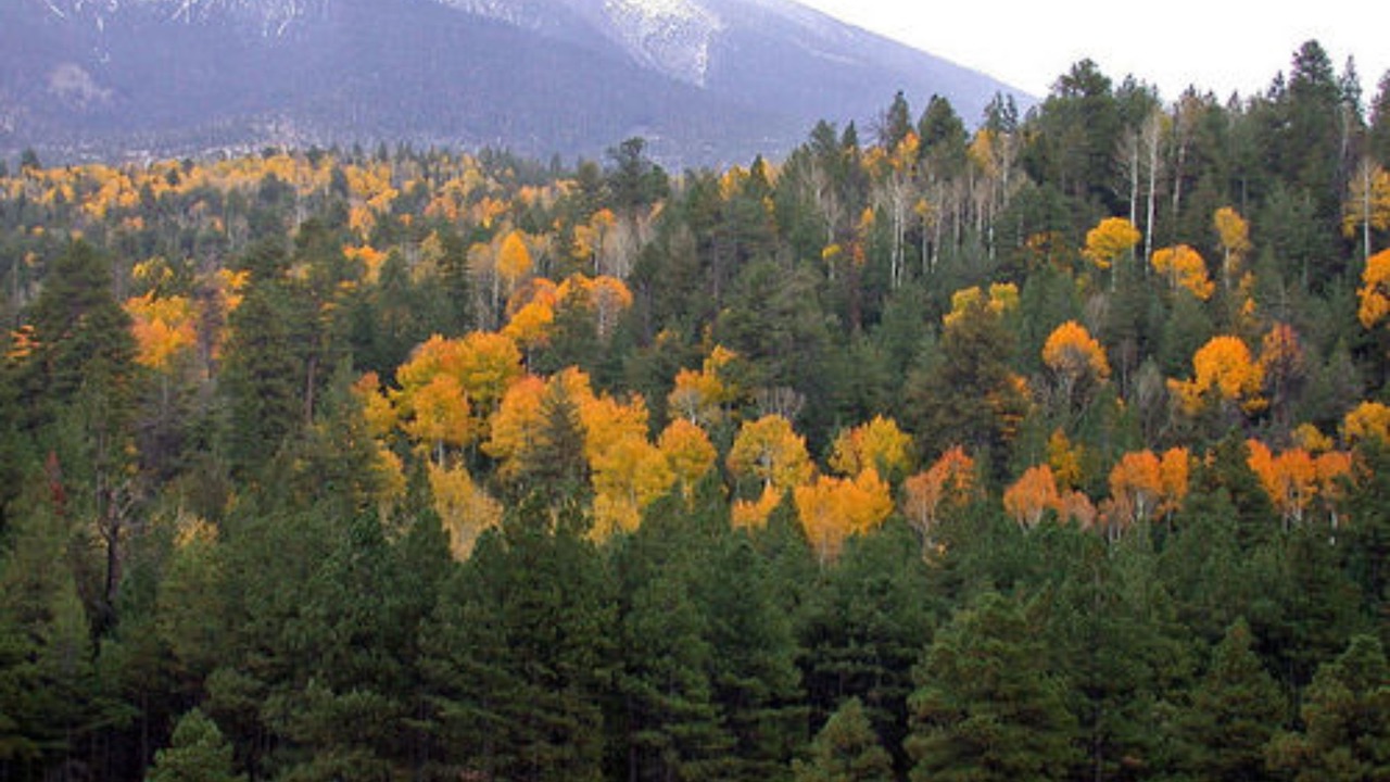 Photo of Others in Flagstaff