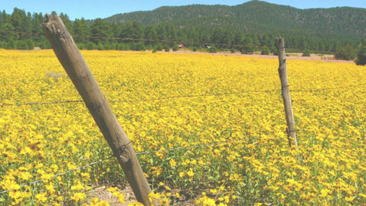 Photo of Outdoor in Flagstaff