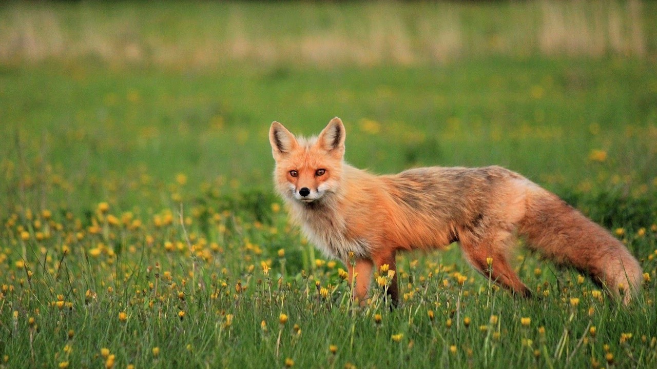 Photo of Outdoor in North Rustico