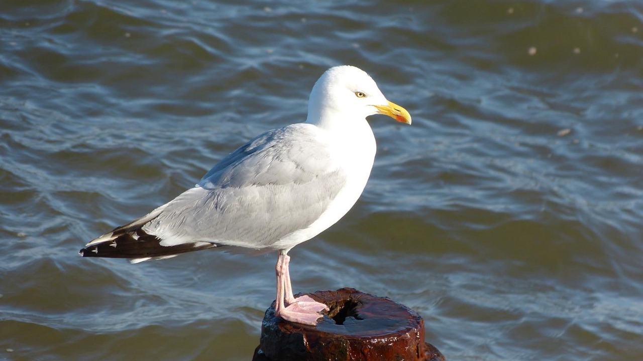 Photo of Others in Teignmouth