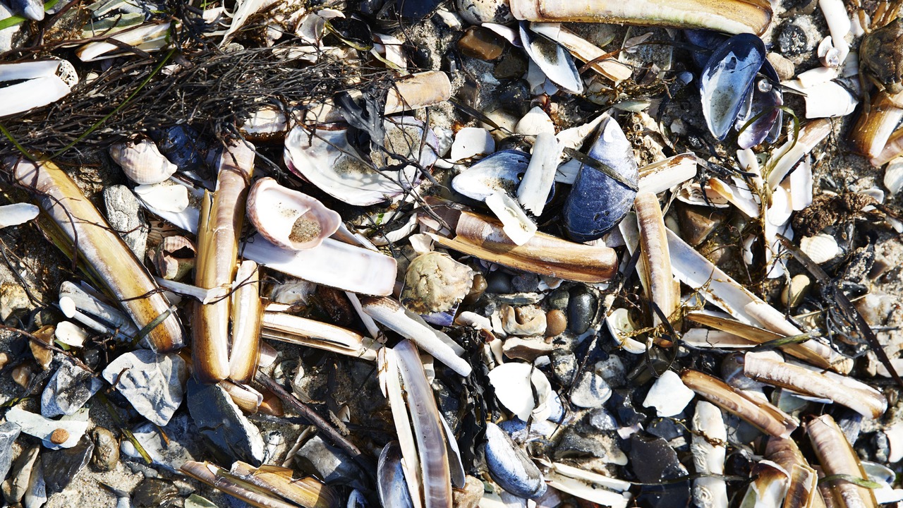 Photo of Others in Nykobing Mors