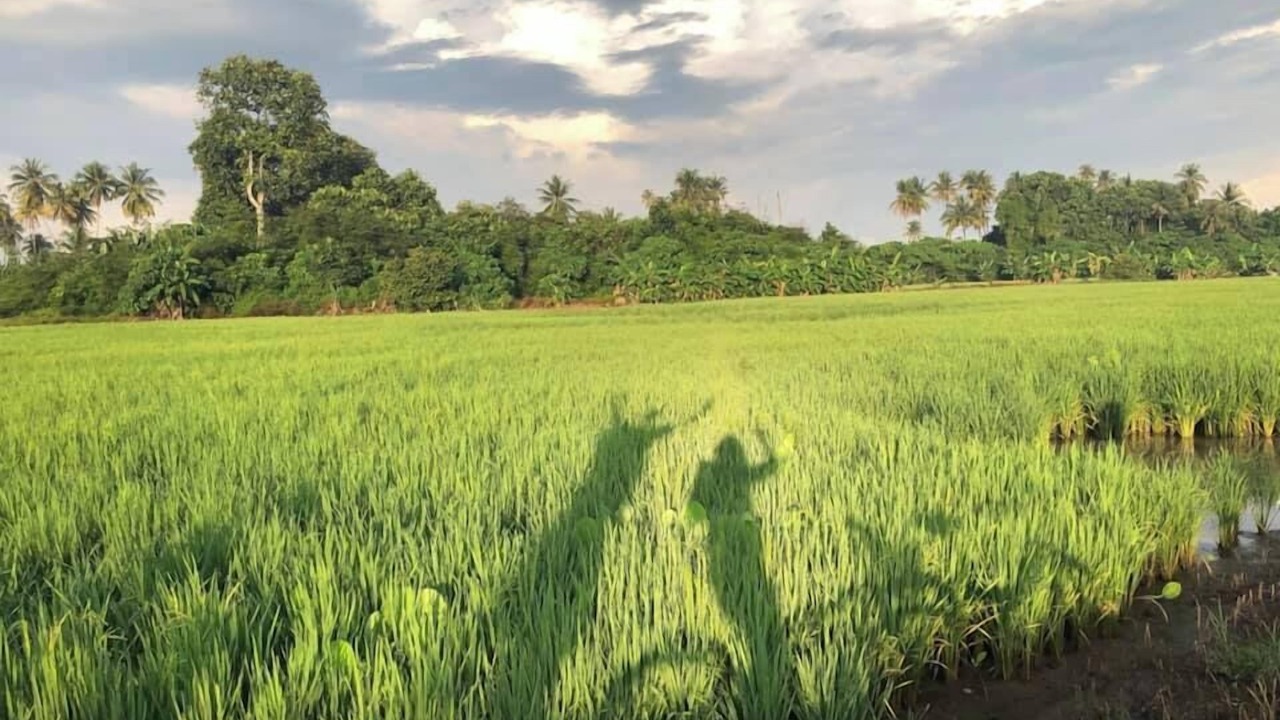 Photo of Others in George Town